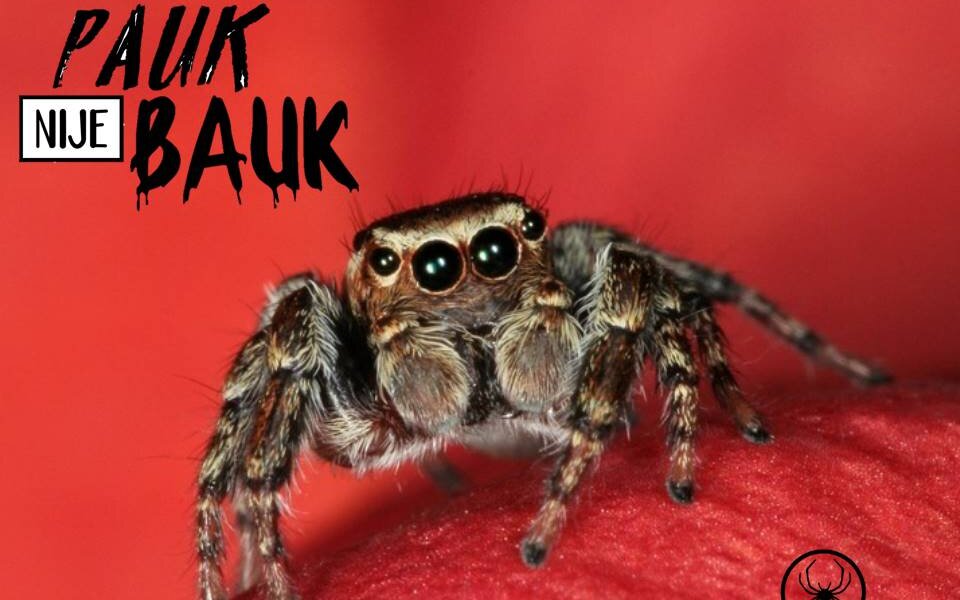 Sve o paukovima i iracionalnom strahu: Kako su ove neverovatne životinje dospele na zao glas? 2