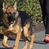 "Komandant" sklonjen iz Bele kuće posle niza incidenata 5