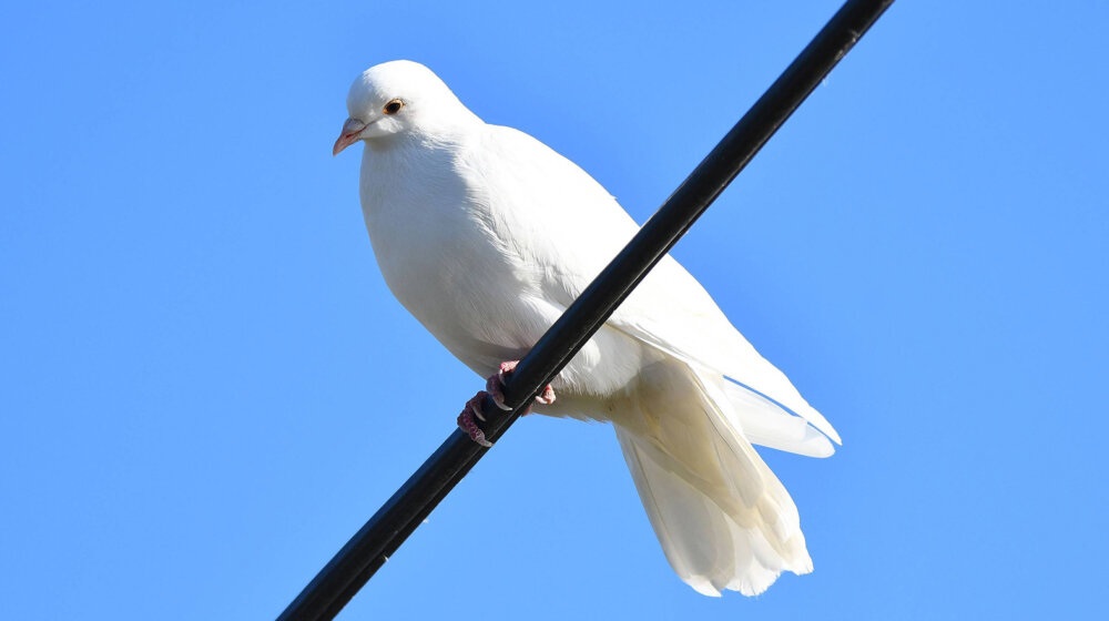Kreni-promeni: Masovni odstrel golubova na Beogradskom hipodromu 1