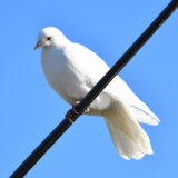 Kreni-promeni: Masovni odstrel golubova na Beogradskom hipodromu 5