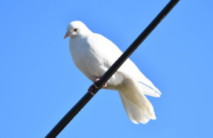 Tim za dobrobit životinja Kreni-Promeni je, po pozivu ljudi koji čuvaju konje na Beogradskom hipodromu, izašao na teren kako bi proverio navode da se u kompleksu hipodroma učestalo sprovodi masovni odstrel golubova, uključujući i incident koji se navodno dogodio 26. decembra.