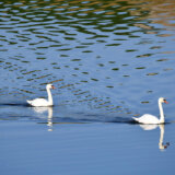 Srbija opredelila 500 miliona dinara za upravljanje zaštićenim prirodnim dobrima od nacionalnog značaja 8