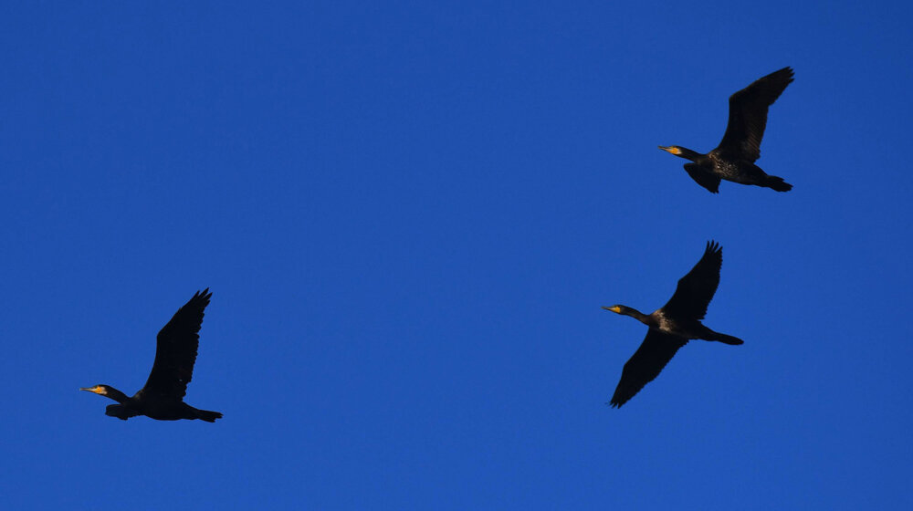Koje ptice napadaju ljude i zašto? 1