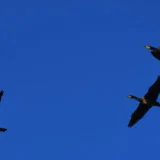 Koje ptice napadaju ljude i zašto? 3