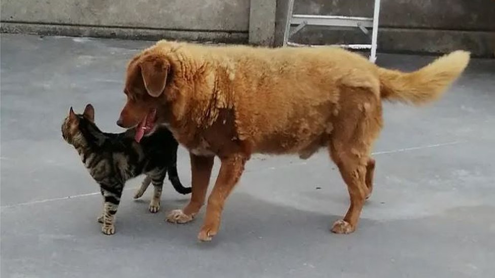 Pas Bobi i mačka