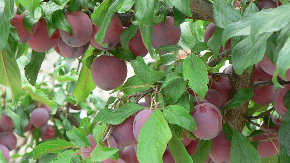 Srbija i poljoprivreda: Slab rod šljiva, voćari kažu da ne pamte lošiju godinu 1 Šljive