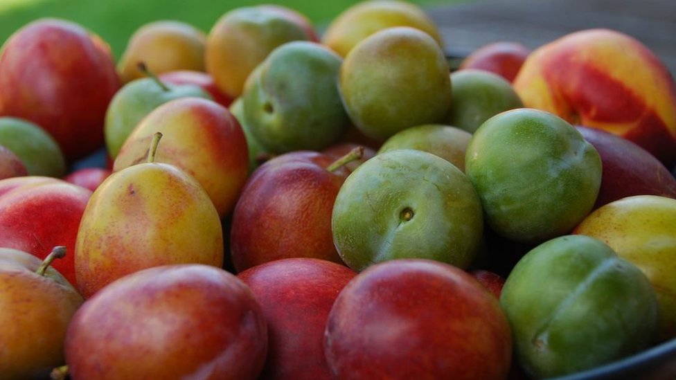Srbija i poljoprivreda: Slab rod šljiva, voćari kažu da ne pamte lošiju godinu 3 Šljive