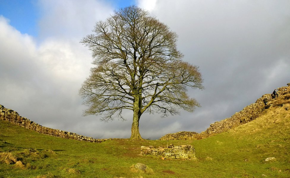 Velika Britanija: Čuveno drvo posečeno na Hadrijanovom zidu moglo bi da preživi 8 Sycamore gap tree on Hadrian's Wall in winter