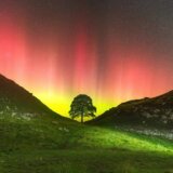 Velika Britanija: Čuveno drvo posečeno na Hadrijanovom zidu moglo bi da preživi 2