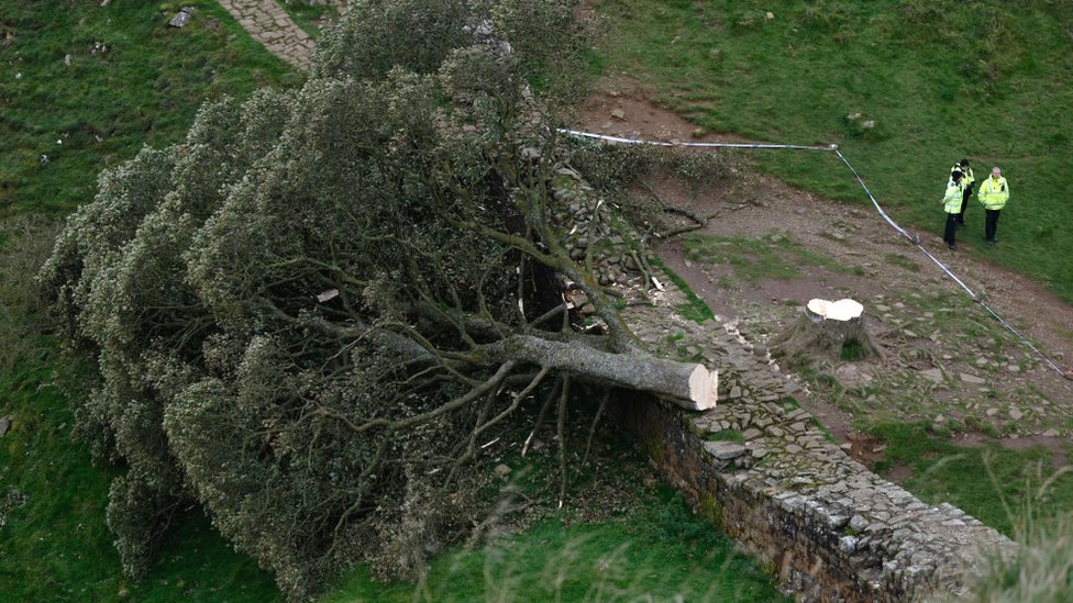 Velika Britanija: Čuveno drvo posečeno na Hadrijanovom zidu moglo bi da preživi 2 Sycamore Gap cut down viewed from above with a police cordon around it and three police officers standing nearby