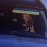 Slovačka: Pas bio za volanom, vlasnik kažnjen 12