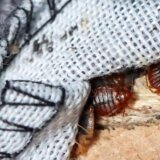 Francuska: Stenice pronađene i u školi, vlada organizuje sastanak usled panike zbog insekata 3