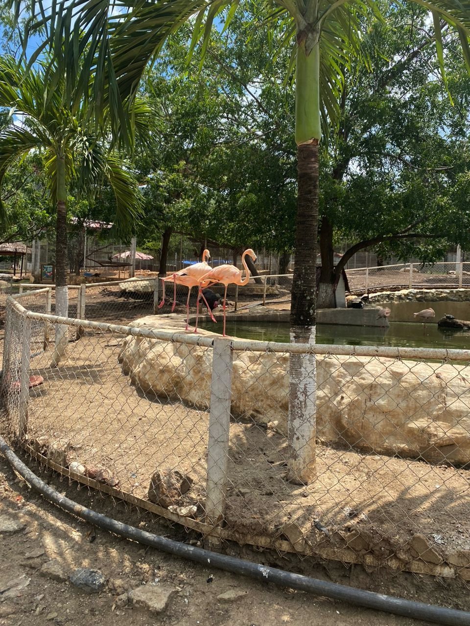 An enclosure for flamingos at the zoo in the prison