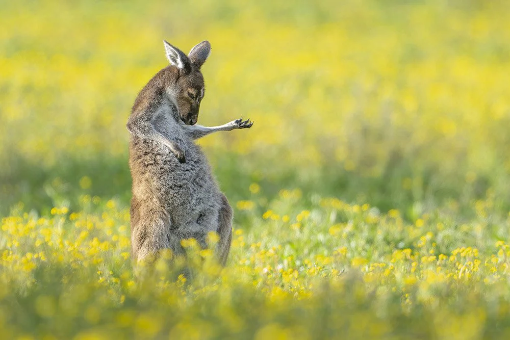 Australijanski sivi kengur
