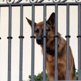 Amerika i životinje: Bajdenov pas Komandant posle napada na agenta iseljen iz Bele kuće 6