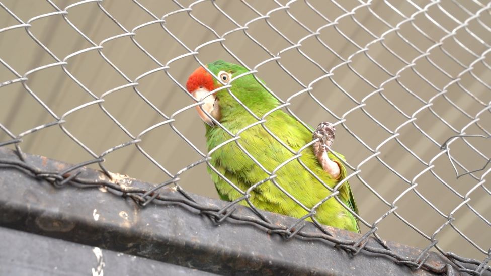 Ptica u kavezu
