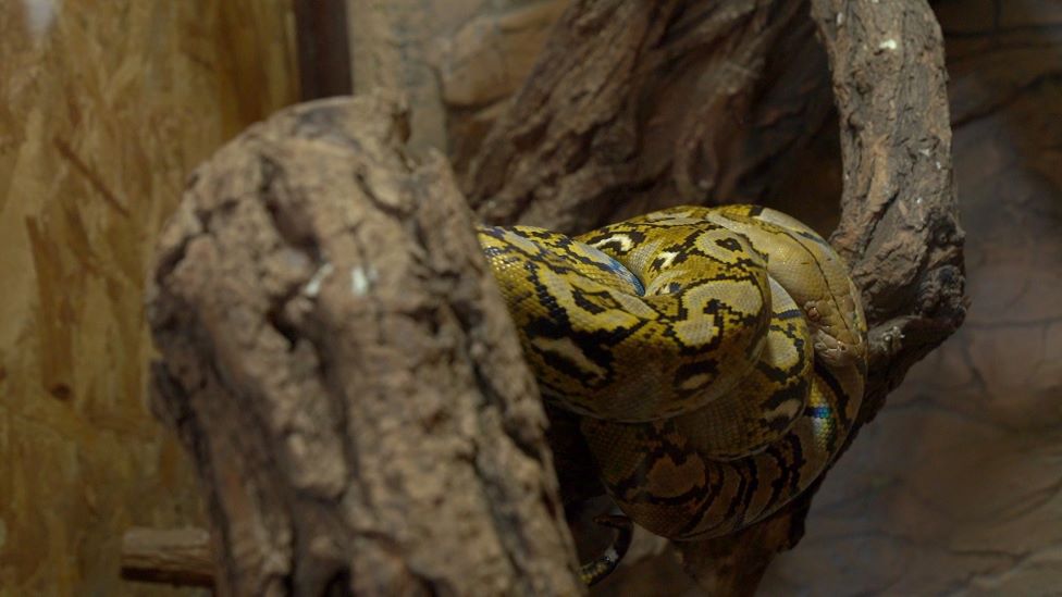 Piton u zoo-vrtu na Paliću