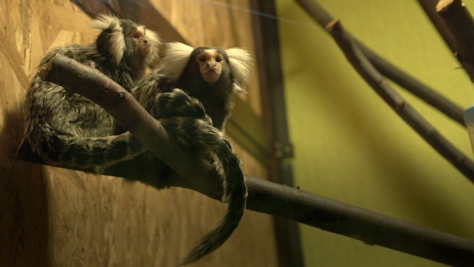 Marmozete u zoo vrtu Palić