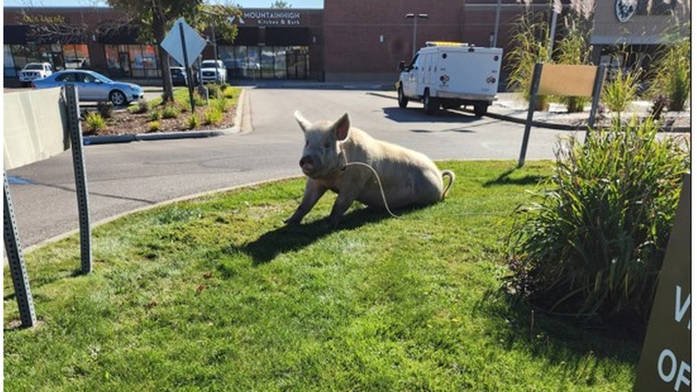 Životinje: Novi život za stalno gladnog mužjaka svinje Freda koji voli češkanje po stomaku 2 Fred uživa na travnjaku