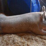 Životinje: Novi život za stalno gladnog mužjaka svinje Freda koji voli češkanje po stomaku 5