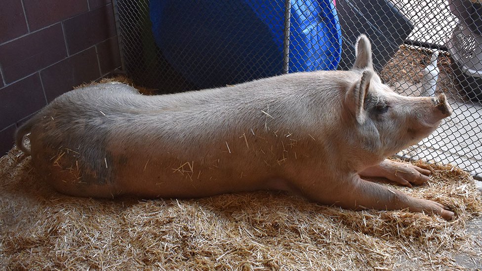 Životinje: Novi život za stalno gladnog mužjaka svinje Freda koji voli češkanje po stomaku 1 Fred at the Aurora Animal Shelter