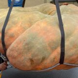 Svetski rekordi: Ovo je najteža bundeva na svetu teška 1.250 kilograma 2