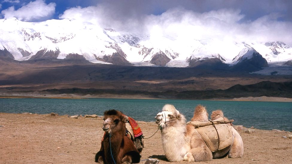 Kina: Kako je inicijativa Pojas i put vredna više biliona dolara promenila svet 3 Bactrian camels at Lake Karakul on the Karakoram Highway