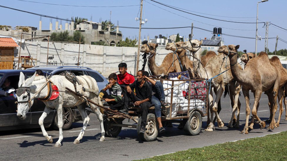 Gazans drive a horse and camel convoy south from Gaza