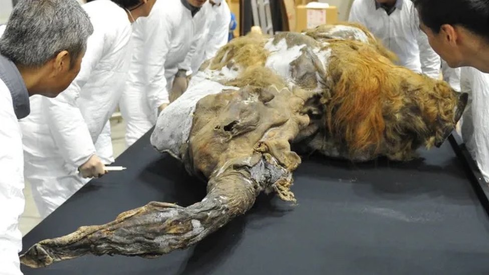 Nauka: Kako DNK drevnih bakterija i virusa može da koristi današnjoj medicini 5 Ostaci drevnih životinja