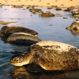 Planeta Zemlja: „Veličanstveno, a tužno", kažu kritičari o novom serijalu emisije posvećene prirodi 5