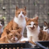 Kina: Policija spasila 1.000 mačaka i zaustavila trgovinu mačjim mesom 5