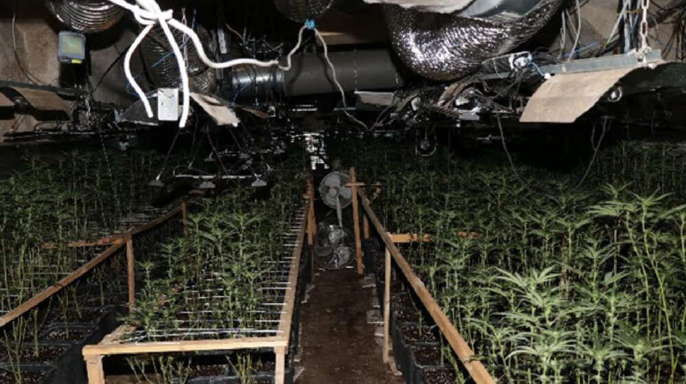 Otkrivena plantaža marihuane kod Leposavića, zaplenjeno 407 biljaka 10
