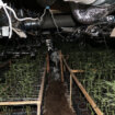 Otkrivena plantaža marihuane kod Leposavića, zaplenjeno 407 biljaka 11