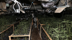 Policija u Baču otkrila zasad marihuane