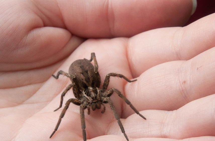 Sve o paukovima i iracionalnom strahu: Kako su ove neverovatne životinje dospele na zao glas? 1