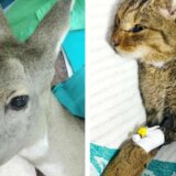 Spaseni srna i divlji mačak, zbrinjavaju se u Nišu 3