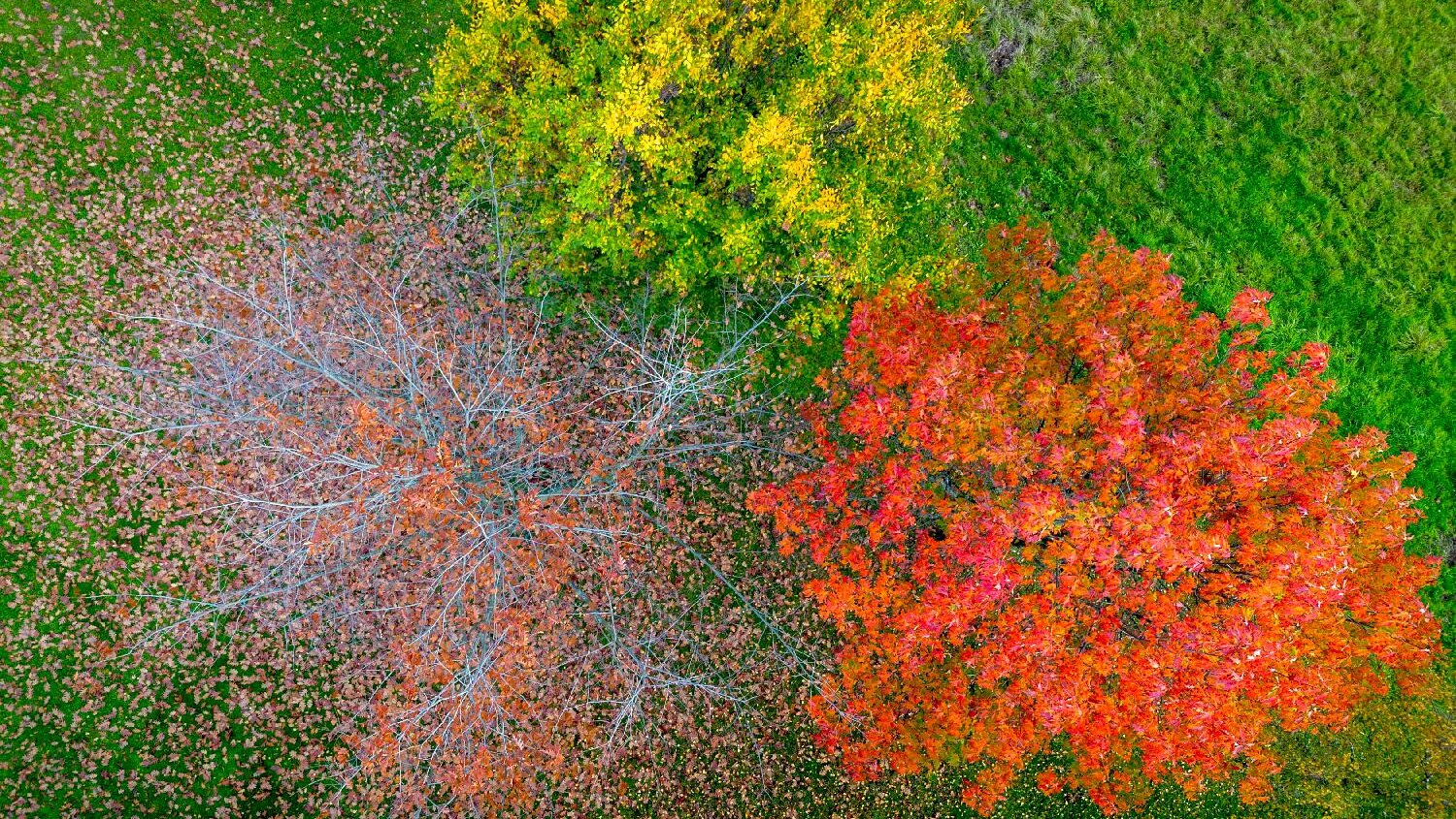 Malo umetničko delo: Jesen iz ptičje perspektive u 2.000 godina starom evropskom gradu (FOTO) 2 Malo umetničko delo: Jesen iz ptičje perspektive u 2.000 godina starom evropskom gradu (FOTO) 2