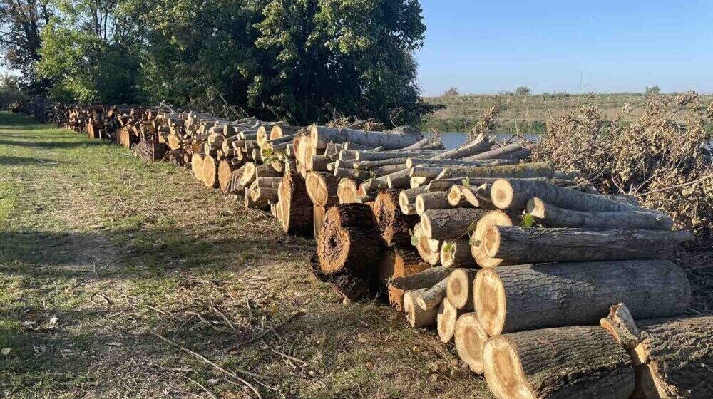 Aktivisti kampanje "Da vratimo život u Zrenjanin" osudili seču stabala u Mihajlovu 1