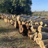 Aktivisti kampanje "Da vratimo život u Zrenjanin" osudili seču stabala u Mihajlovu 10