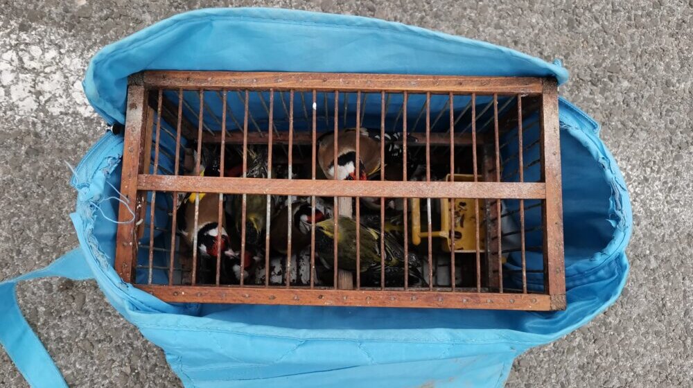 Društvo za poručavanje i zaštitu ptica Srbije organizuje radionice na temu trovanja životinja 1