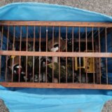 Društvo za poručavanje i zaštitu ptica Srbije organizuje radionice na temu trovanja životinja 4