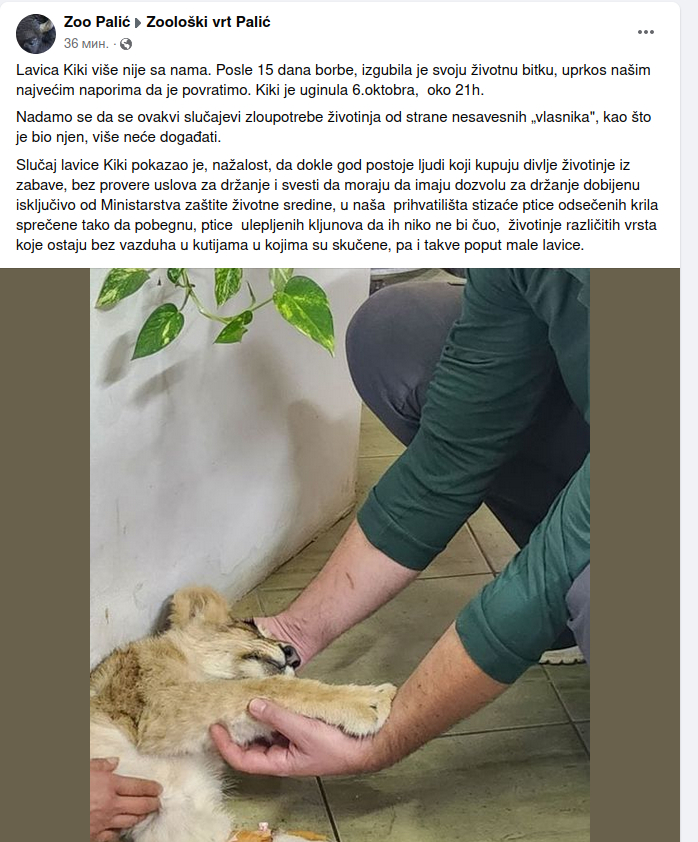 Zoološki vrt Palić: Uginula lavica Kiki 2 Zoološki vrt Palić: Uginula lavica Kiki 2