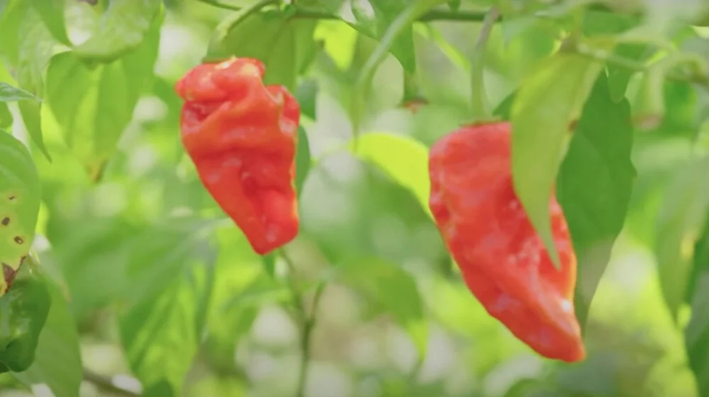 Uzgojili najljuću papričicu na svetu, „Karolina riper“ nakon više od denecije svrgnuta sa trona (VIDEO) 1