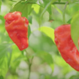 Uzgojili najljuću papričicu na svetu, „Karolina riper“ nakon više od denecije svrgnuta sa trona (VIDEO) 1