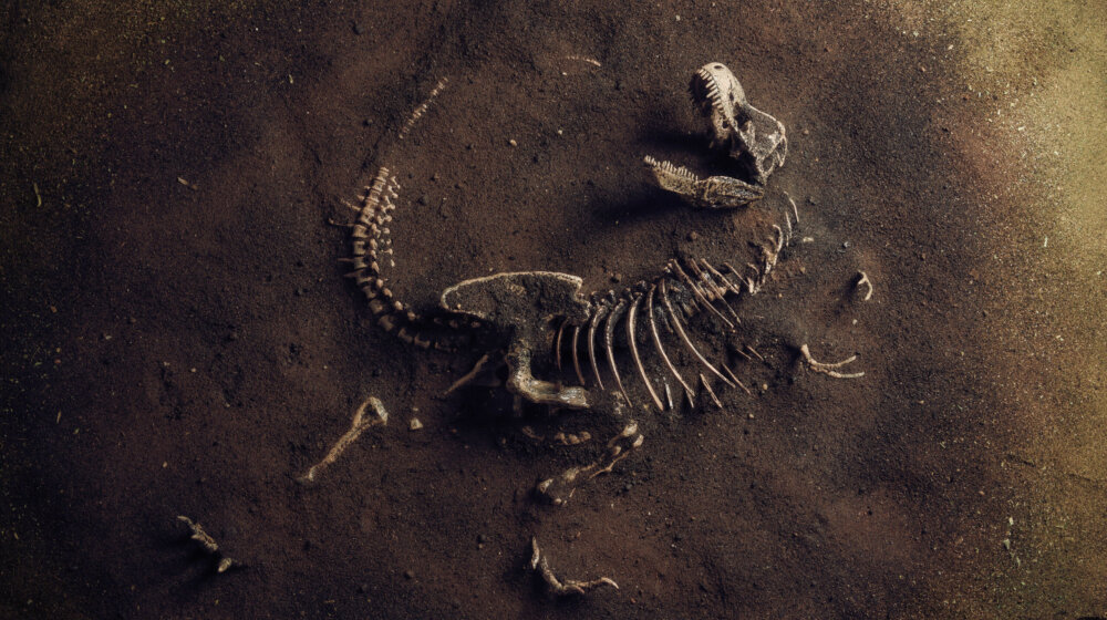skelet dinosaurusa