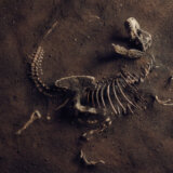skelet dinosaurusa