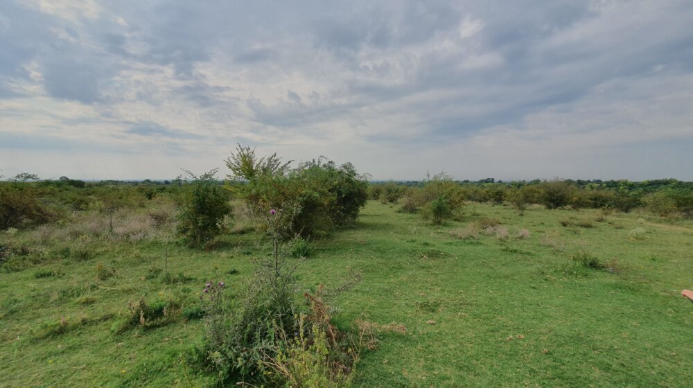 Pašnjaci kod Neradina dom su tekunice 1