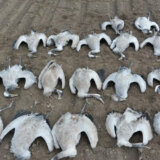 Trovanje životinja sve češće, najopasnije trovanje pesticidima 1