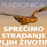Radionica „Sprečimo stradanje divljih životinja“ u Sremskoj Mitrovici 4