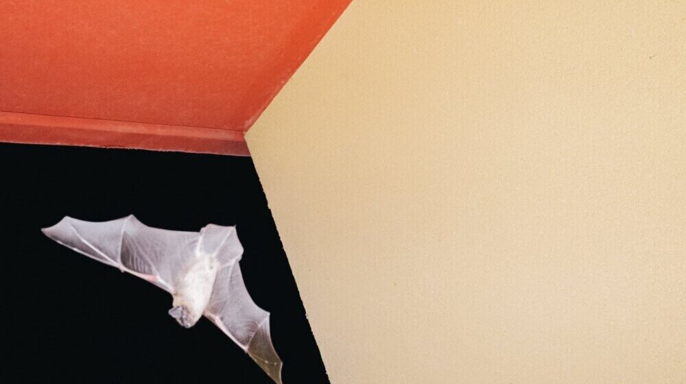 Izložba radova subotičkog fotografa Nemanje Ledenskog u Dvorišnoj galeriji 1